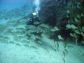 Latest diving conditions in the El Cabrón marine reserve in Gran Canaria are updated every day